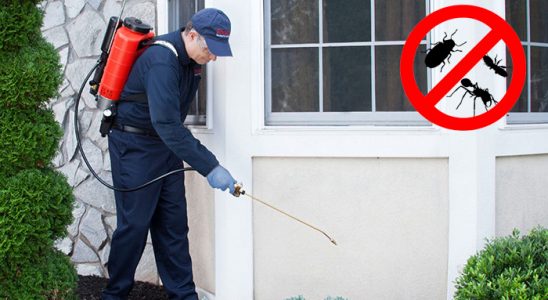 İstanbul Böcek ve Haşere İlaçlama böcek ilaçlama ve haşere kontrolü — ilaclama-tr.com